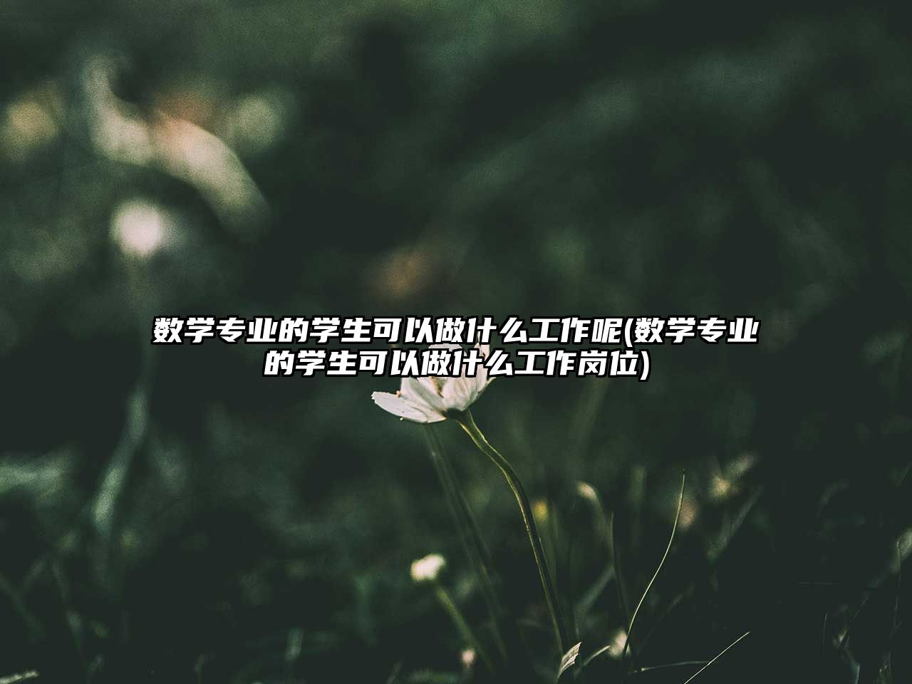 數(shù)學(xué)專業(yè)的學(xué)生可以做什么工作呢(數(shù)學(xué)專業(yè)的學(xué)生可以做什么工作崗位)